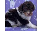 Mutt Puppy for sale in Overbrook, KS, USA