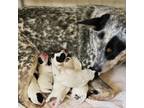 Australian Cattle Dog Puppy for sale in Cassatt, SC, USA
