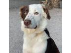 Adopt Petey a Border Collie, Mixed Breed