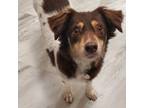 Adopt Jrmie a Mixed Breed
