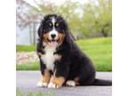 Bernese Mountain Dog Puppy for sale in Sugarcreek, OH, USA