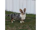 Cardigan Welsh Corgi Puppy for sale in Easley, SC, USA