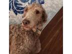 Adopt Thor a Standard Poodle