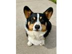 Adopt Winston a Corgi