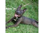 Adopt Manney a Mixed Breed