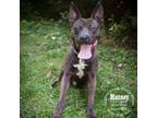 Adopt Manney a Mixed Breed