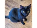 Adopt Oliver a Domestic Short Hair