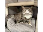 Adopt Neel a Domestic Medium Hair