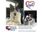 Adopt Wyatt a Cattle Dog