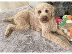 Adopt MOOSE a Miniature Poodle