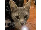 Adopt Felipe a Domestic Short Hair