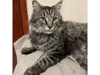 Adopt Johnson a Maine Coon, Domestic Long Hair