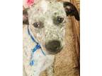 Adopt Ziggy Stardust a Catahoula Leopard Dog, Pit Bull Terrier