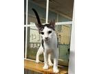 Adopt Klinger a Domestic Short Hair