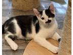 Adopt Katerman a Domestic Short Hair