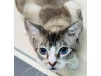 Adopt Derk a Siamese