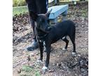 Adopt Sam a Patterdale Terrier / Fell Terrier