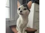 Adopt Karot a Domestic Short Hair