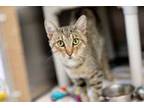 Adopt Colby a Domestic Short Hair