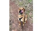 Adopt Jake a Shepherd, Hound