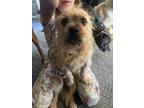 Adopt Bruno a Wirehaired Dachshund, Norwich Terrier