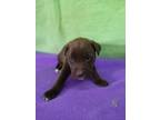 Adopt Colt (CA2) a Pit Bull Terrier