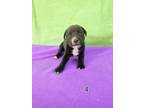 Adopt Coal (CA4) a Pit Bull Terrier