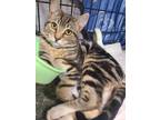 Adopt Buster a Domestic Short Hair