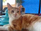 Adopt Vinny a Domestic Short Hair