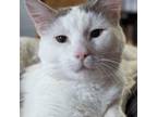 Adopt Frosty a Domestic Medium Hair