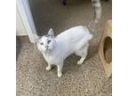 Adopt Q-Tip a Siamese