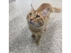 Adopt Fizz a Domestic Short Hair