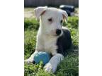 Adopt Xavier a Collie, Pit Bull Terrier