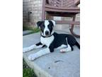 Adopt Harold a Collie, Pit Bull Terrier