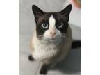 Adopt Sir Sid a Domestic Short Hair