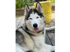 Adopt Yeti a Alaskan Malamute, Siberian Husky