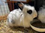 Adopt Jeff Beck & Nova a Angora Rabbit