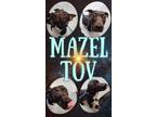 Adopt Mazel Tov a American Staffordshire Terrier