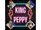 Adopt King Peppy a Domestic Short Hair