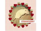 Adopt Strawberry a Rat