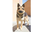 Adopt Monty a German Shepherd Dog