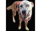 Adopt Rocky a Mixed Breed