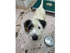 Adopt Gale a Terrier