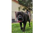 Adopt Banx a Cane Corso