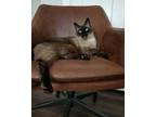 Adopt Kalanu a Siamese