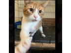 Adopt Colonel Mustard a Domestic Short Hair