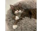 Adopt Clinton a Domestic Short Hair