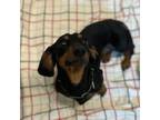 Adopt Willie a Dachshund