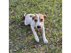 Adopt Chance a Beagle, Australian Cattle Dog / Blue Heeler