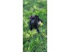 Adopt Thumper a Labrador Retriever